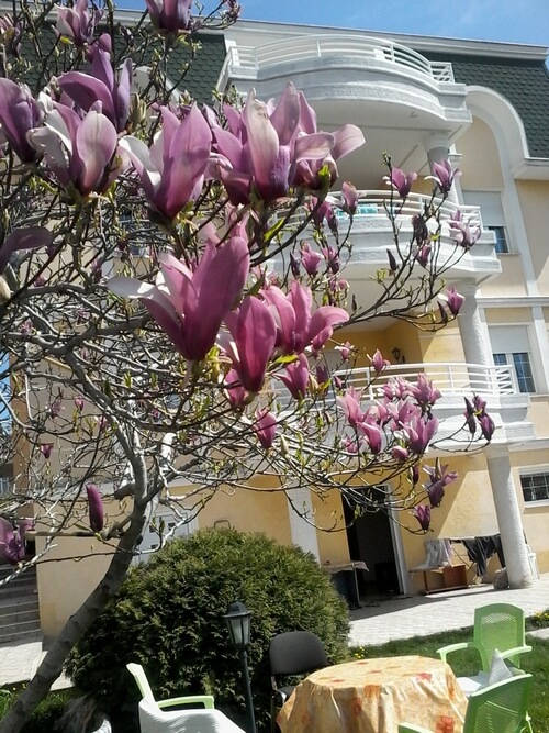 Starački dom Palam sa terasama i magnolijom-u-cvatu magnolijom-u-cvatu